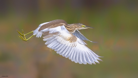 DSC_3502.jpg